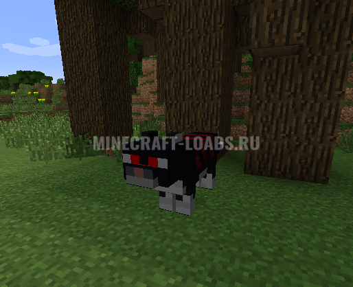 Wither Witch's Cat